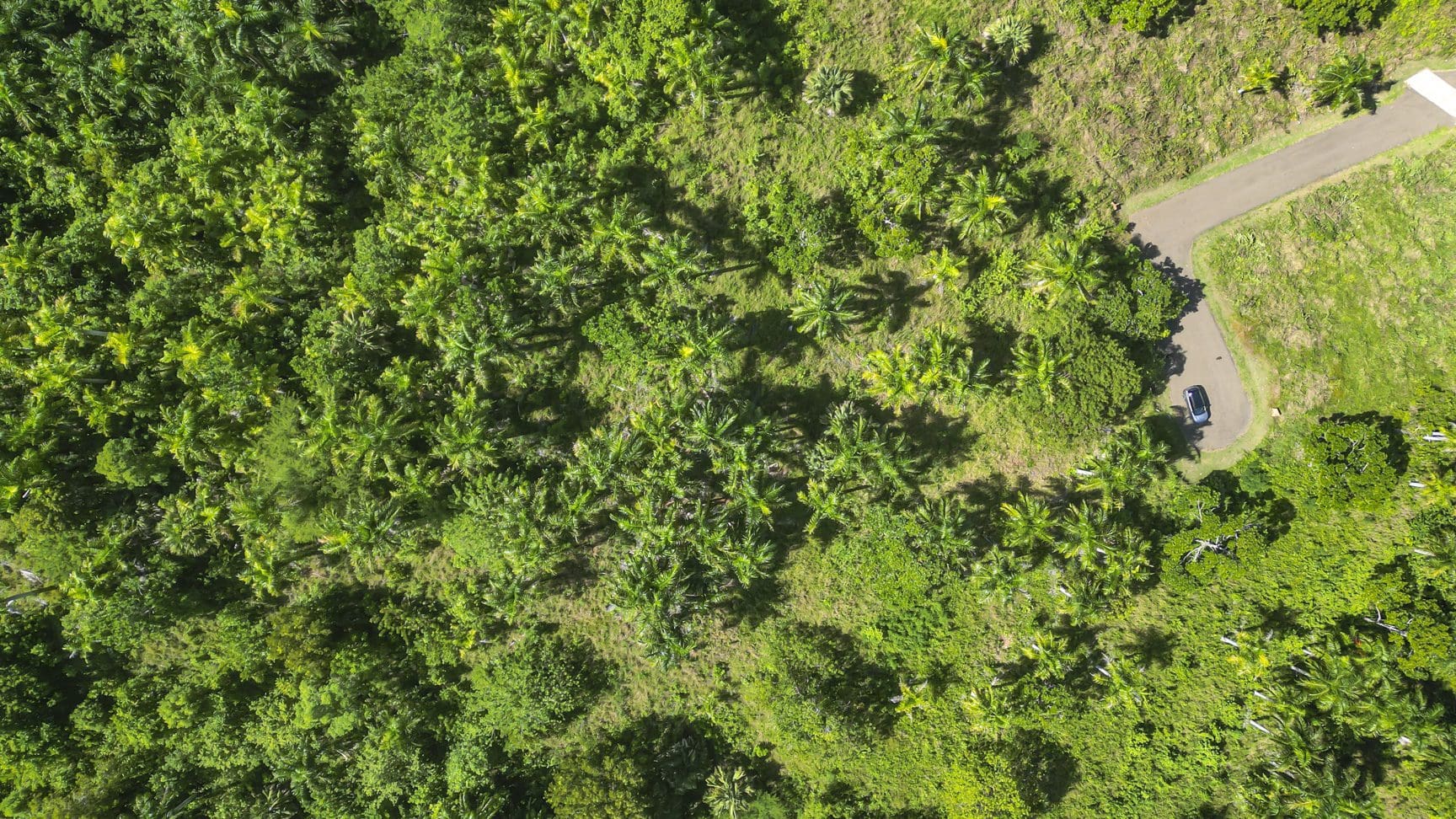 buyDRproperty Lush green tropical forest with a winding road and a parked car, aerial view. Sosua Real Estate