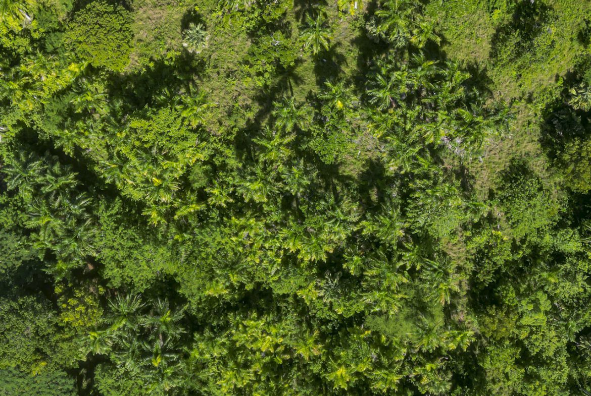 buyDRproperty Lush green tropical forest with palm trees, viewed from above, with a road and a car visible below. Sosua Real Estate