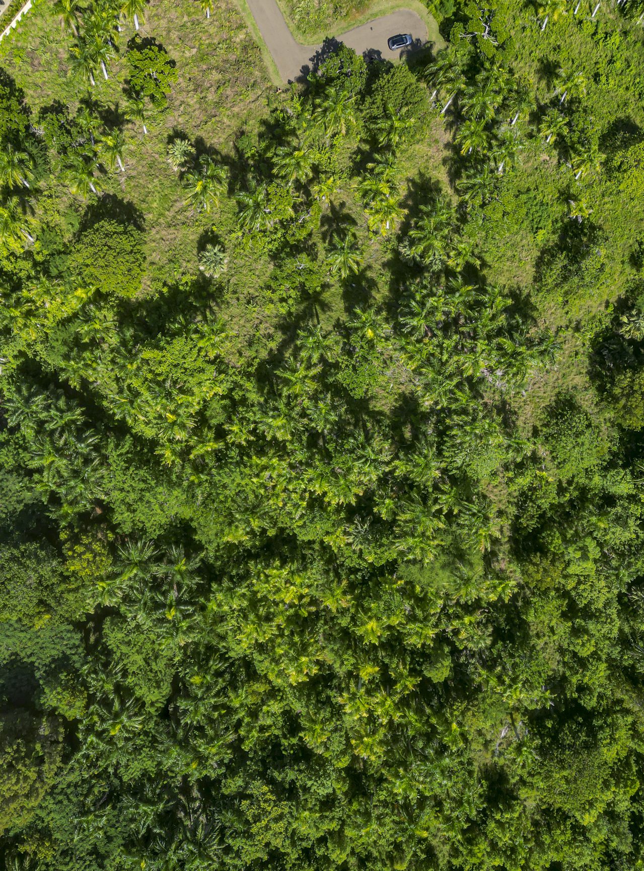 buyDRproperty Lush green tropical forest with palm trees, viewed from above, with a road and a car visible below. Sosua Real Estate