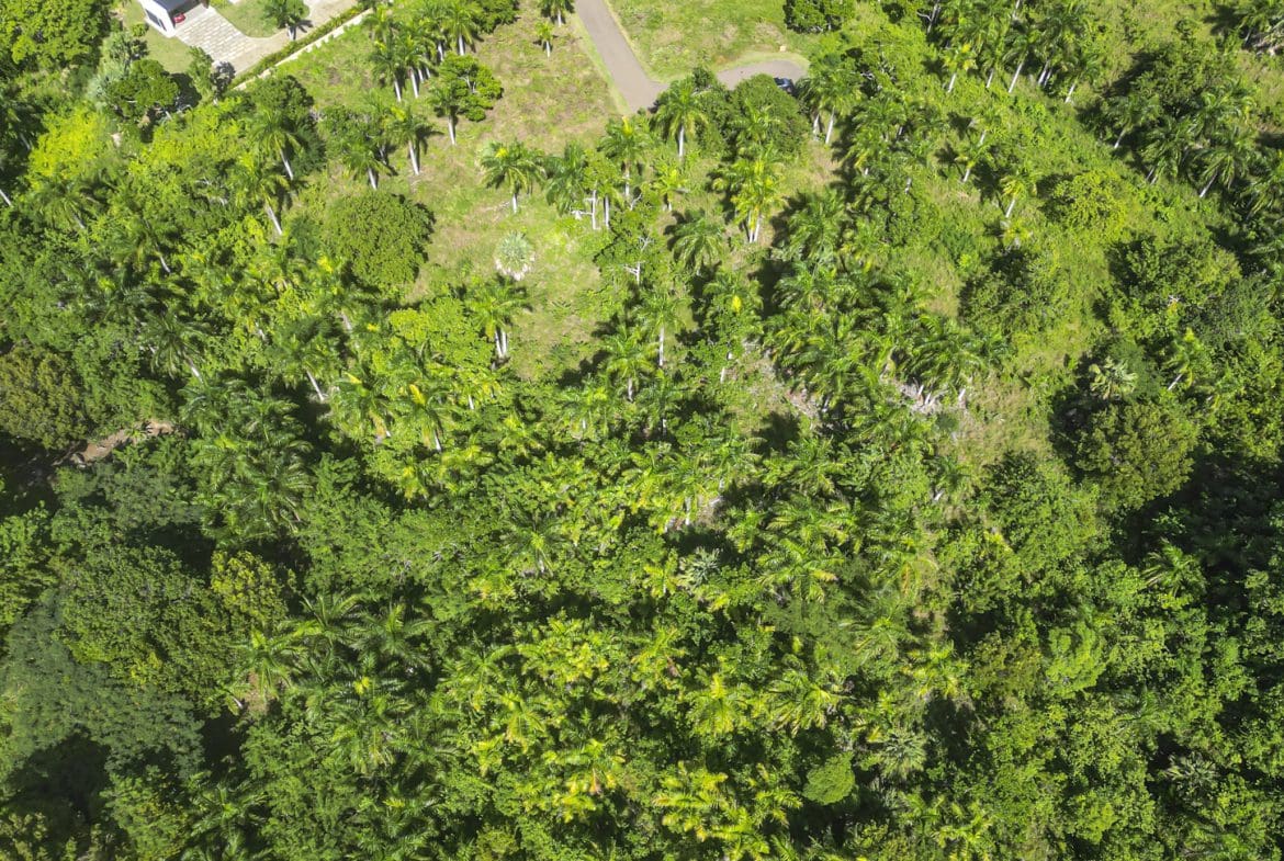 buyDRproperty Lush green tropical landscape with palm trees and dense foliage, aerial view. Sosua Real Estate