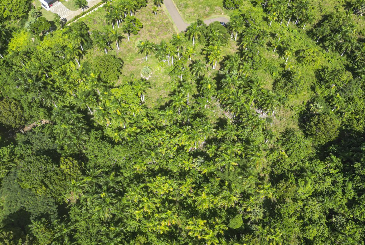 buyDRproperty Aerial view of lush green tropical forest with palm trees and diverse vegetation. Sosua Real Estate