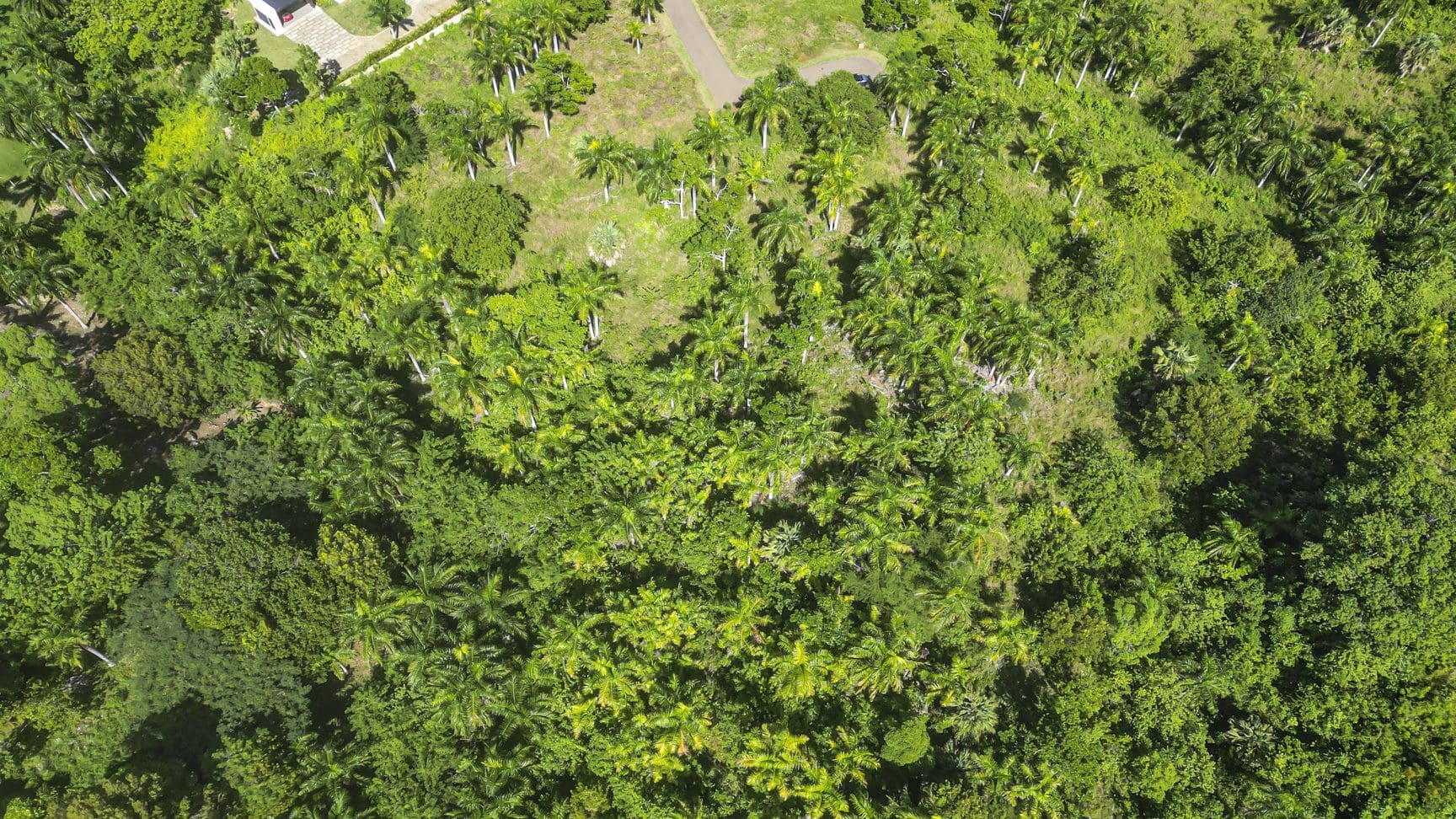 buyDRproperty Aerial view of lush green tropical forest with palm trees and diverse vegetation. Sosua Real Estate
