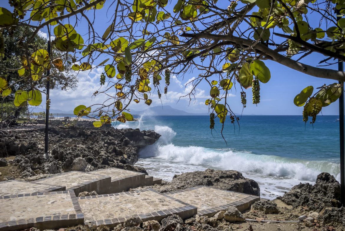buyDRproperty Ocean waves crashing on a rocky shore framed by a sea grape tree with green fruit clusters. Sosua Real Estate