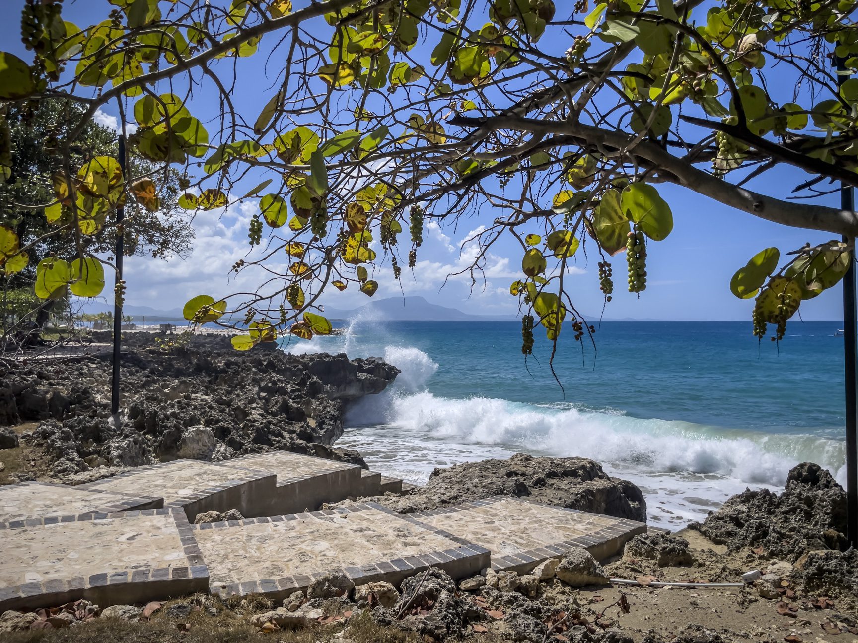 buyDRproperty Ocean waves crashing on a rocky shore framed by a sea grape tree with green fruit clusters. Sosua Real Estate