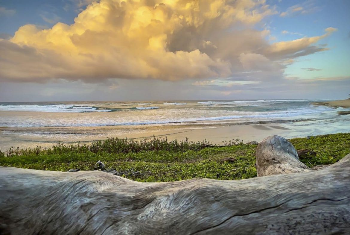 buyDRproperty Beach scene with golden clouds and waves, framed by driftwood and green vegetation. Sosua Real Estate