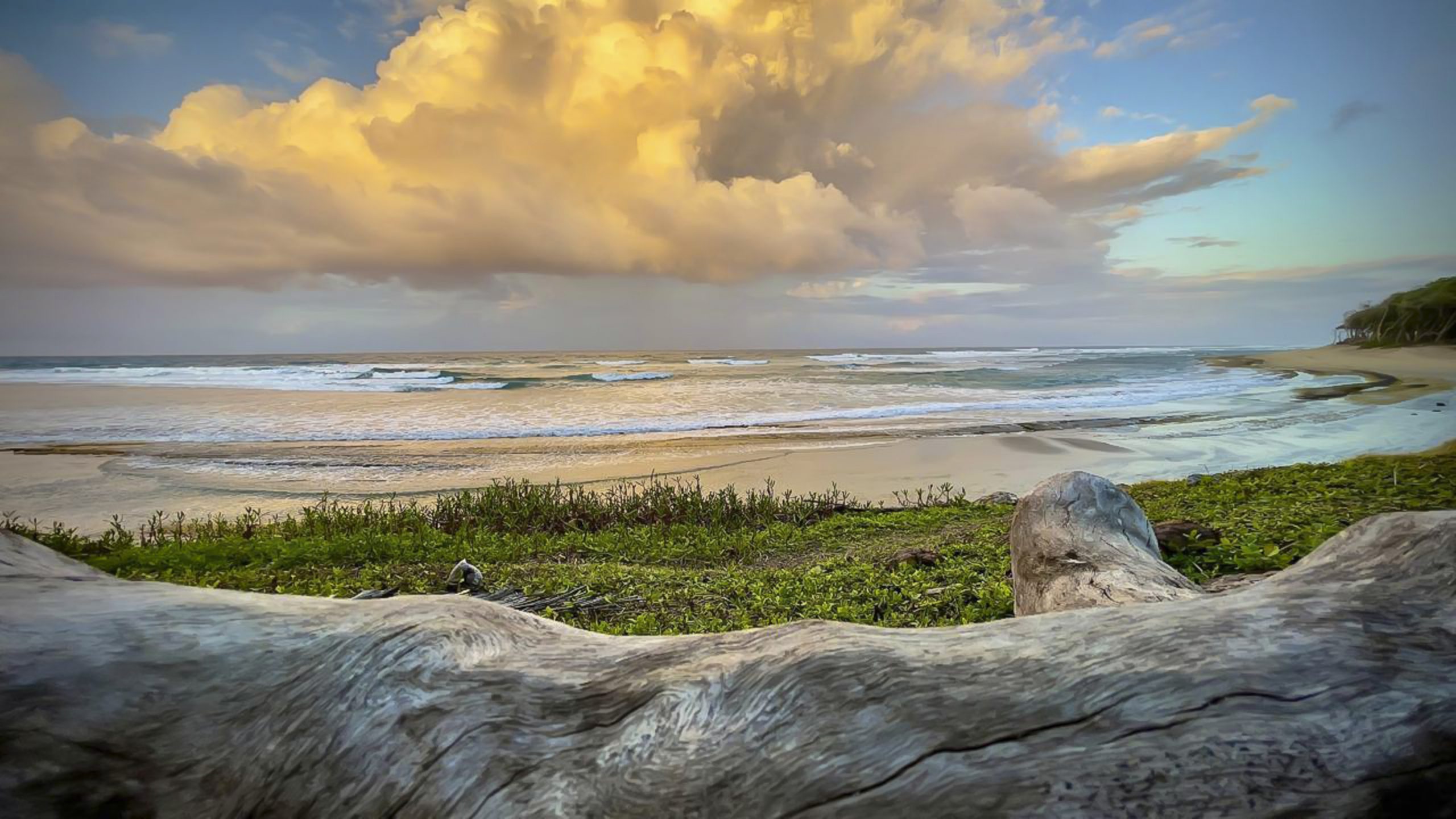 buyDRproperty Beach scene with golden clouds and waves, framed by driftwood and green vegetation. Sosua Real Estate