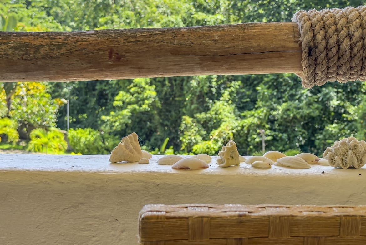 buyDRproperty Seashells and coral on a white ledge with a tropical green background. Sosua Real Estate