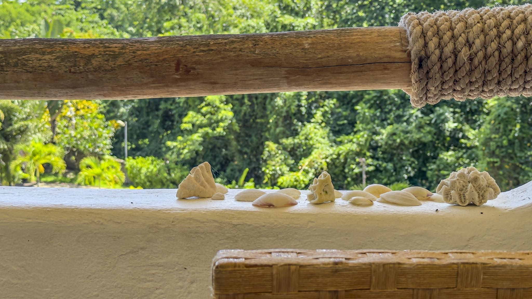 buyDRproperty Seashells and coral on a white ledge with a tropical green background. Sosua Real Estate