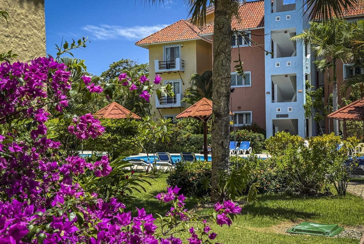 buyDRproperty Vibrant purple bougainvillea in front of a tropical resort with colorful buildings and pool. Sosua Real Estate