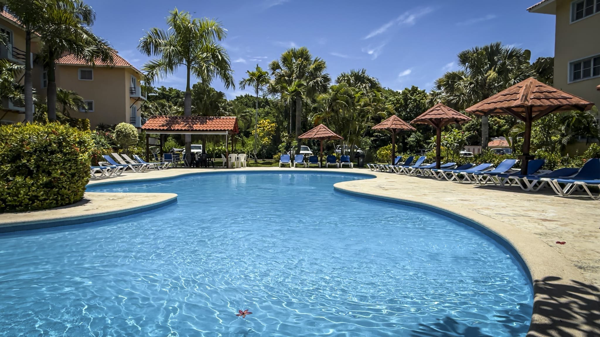 Curved resort pool with blue water, tan deck, and rows of blue lounge chairs under palm trees on a sunny day.